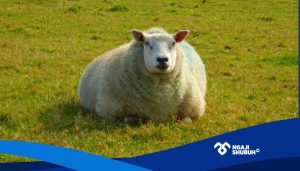 Halalkah Janin Domba Yang Mati Dalam Perut Induknya