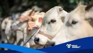 Hukum Berkurban Atas Nama Keluarga