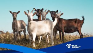 Hukum Berkurban Untuk Ayah Yang Sudah Meninggal