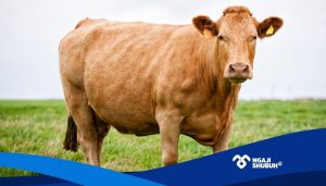 Hukum Seputar Kurban