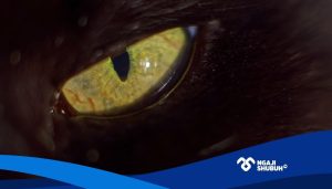 Sistem Imun yang Melindungi Akidah Umat Adalah…