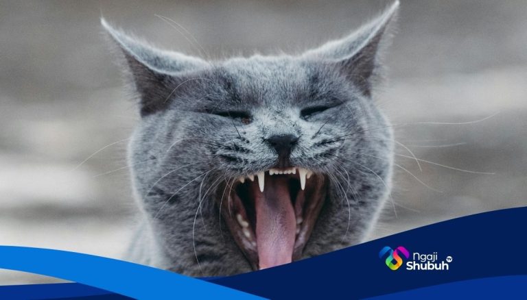 pernikahan influencer